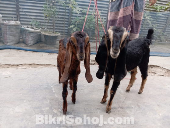 ছাগল বিক্রয় করা হবে